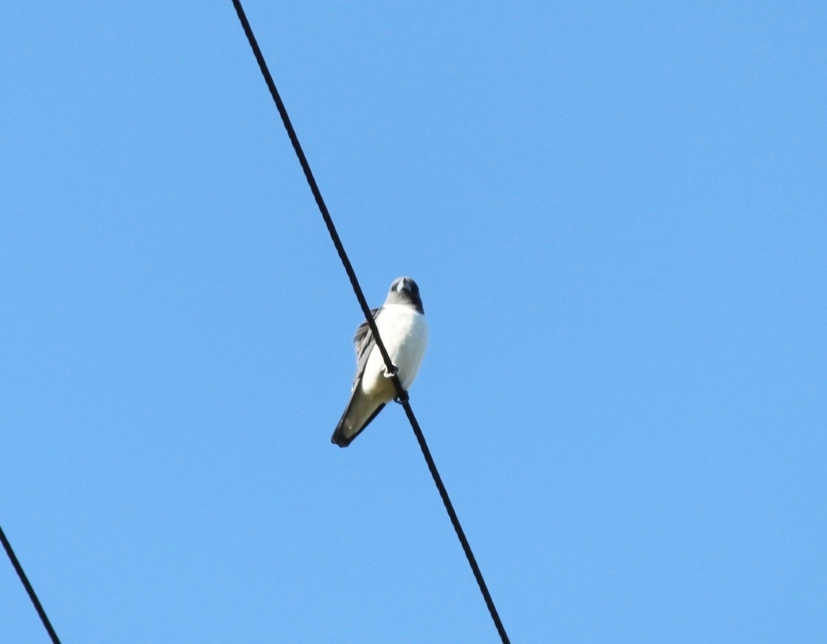 White-breasted Woodswallow - ML243727371