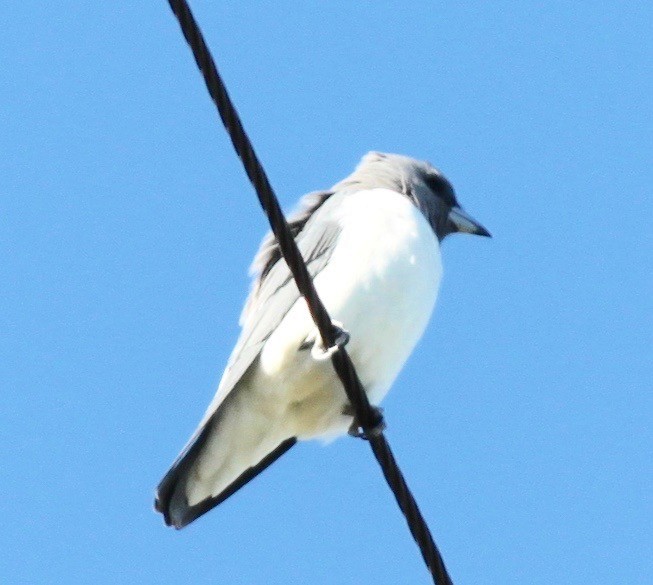 White-breasted Woodswallow - ML243727491