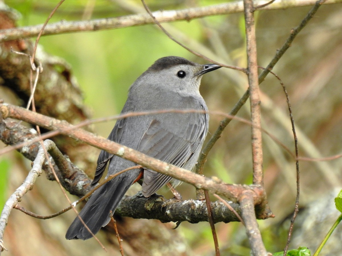 Gray Catbird - ML243727851