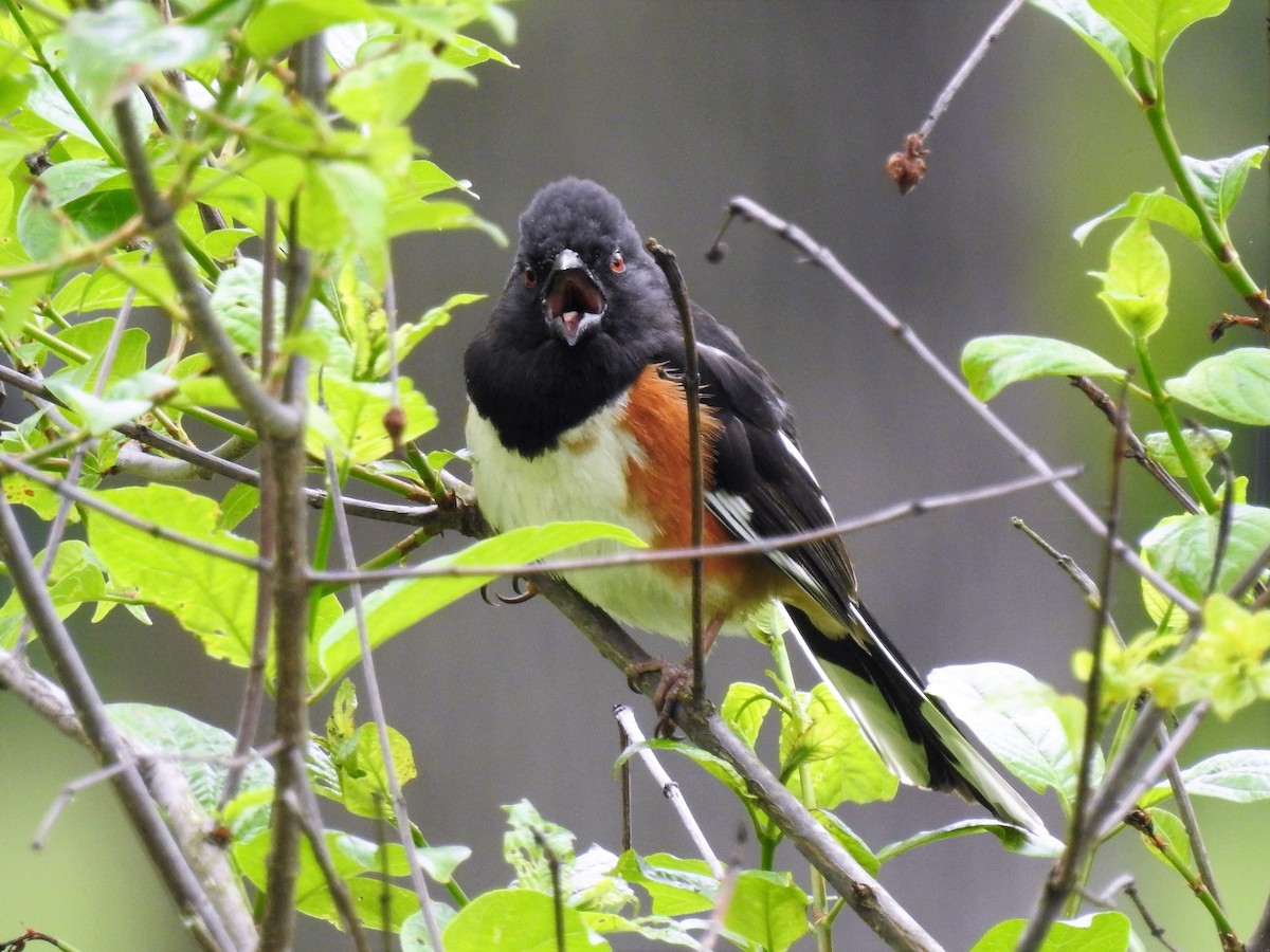 Eastern Towhee - S. K.  Jones