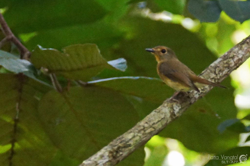 Blue-throated/Chinese Blue Flycatcher - ML243729961