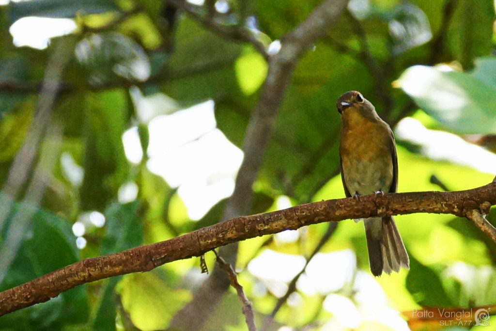 Blue-throated/Chinese Blue Flycatcher - ML243729971