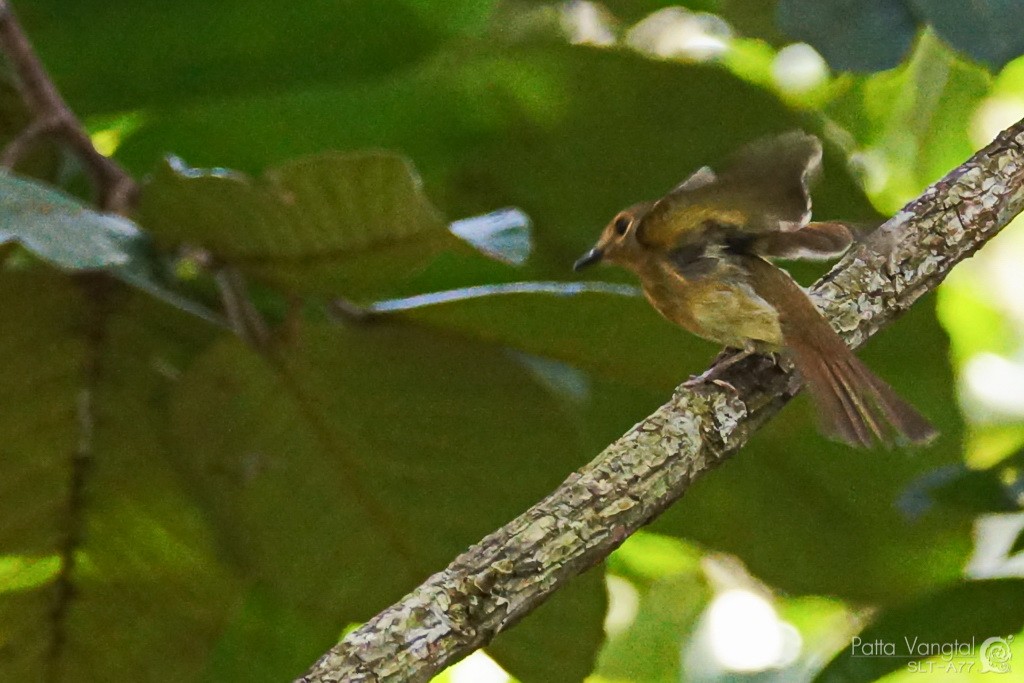 Blue-throated/Chinese Blue Flycatcher - ML243729981