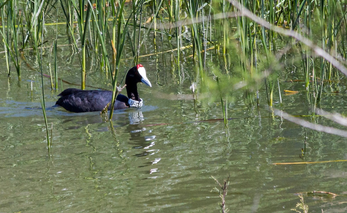 Red-knobbed Coot - ML243730571