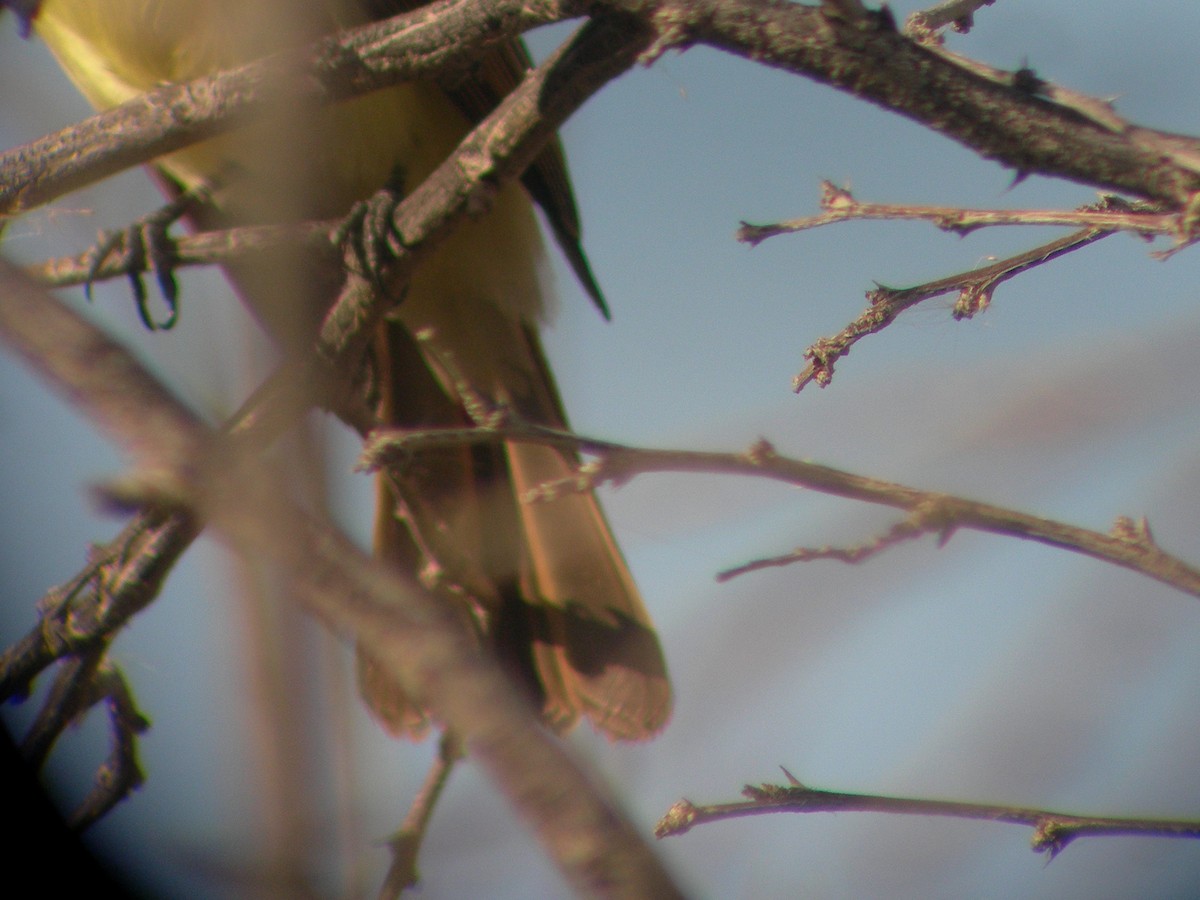 Dusky-capped Flycatcher - Oscar Johnson