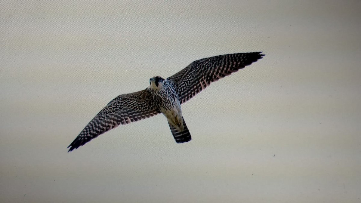 Peregrine Falcon - J Pavani (Birding Roraima)