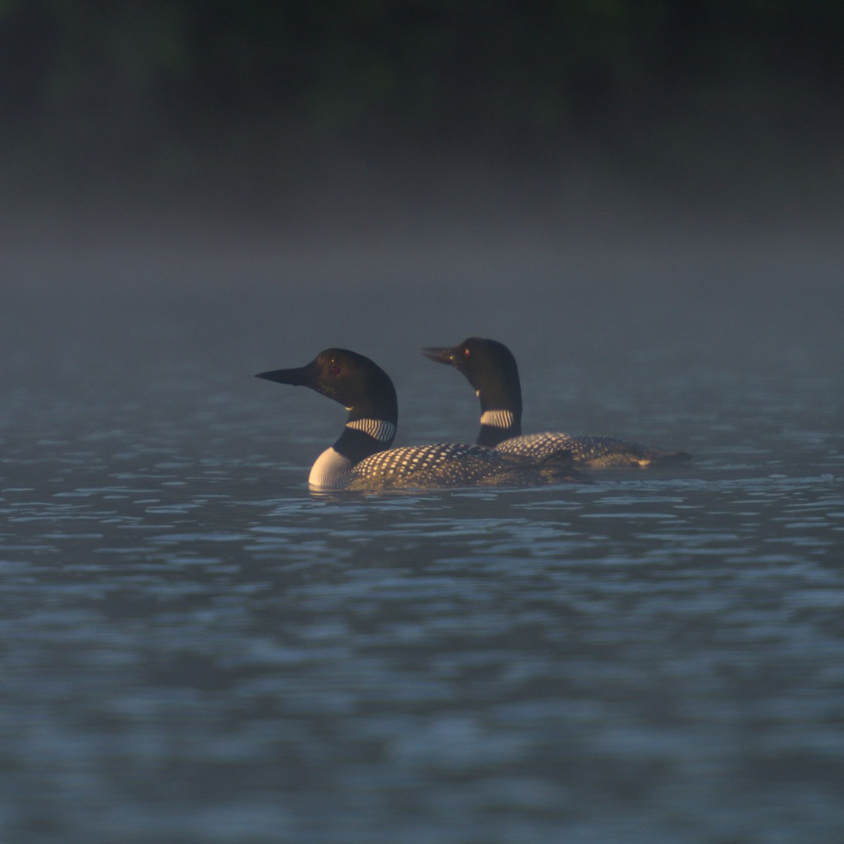 Common Loon - ML243731691