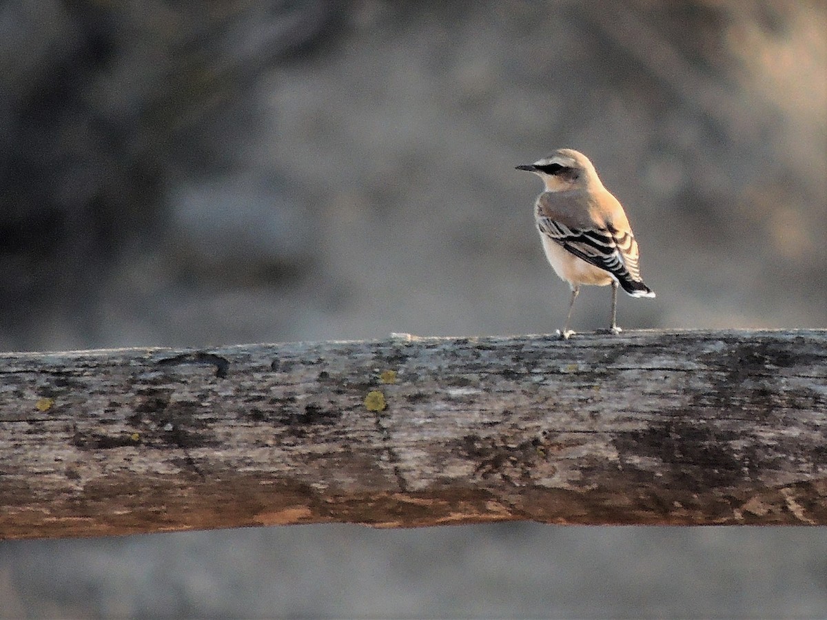 Northern Wheatear - ML243731951