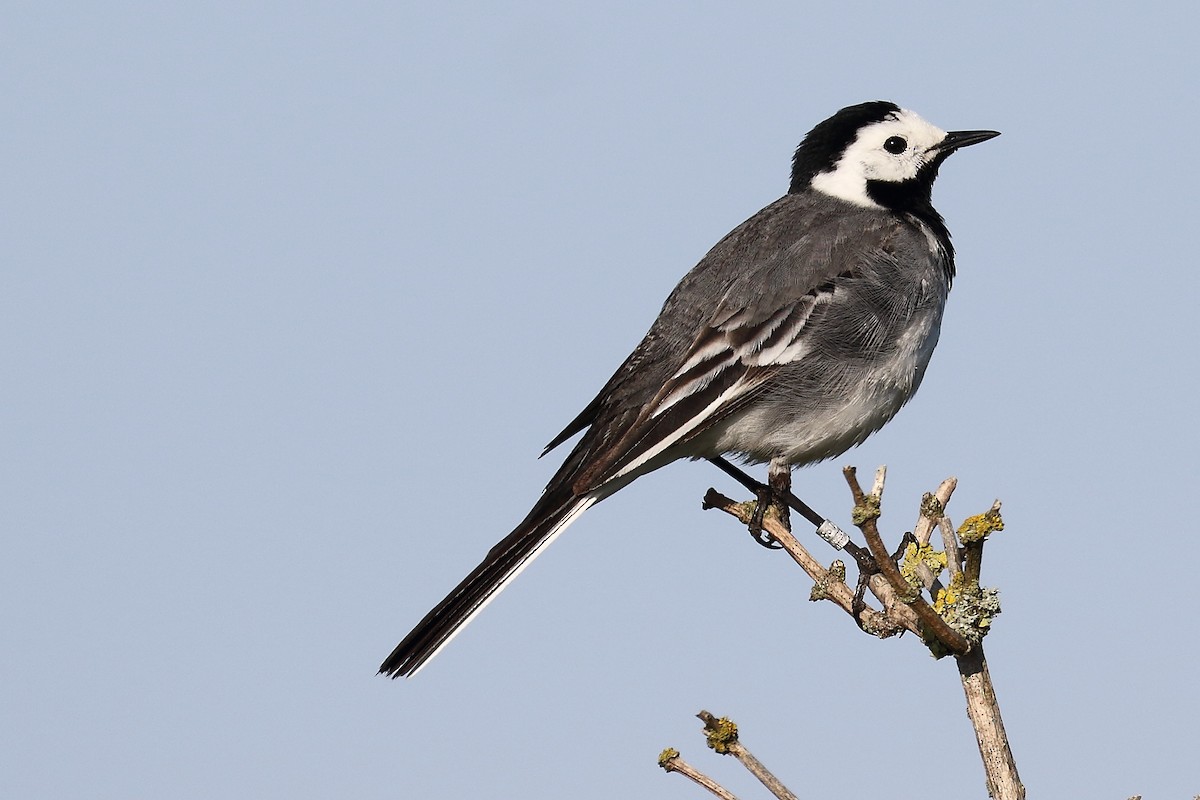 White Wagtail - ML243732901