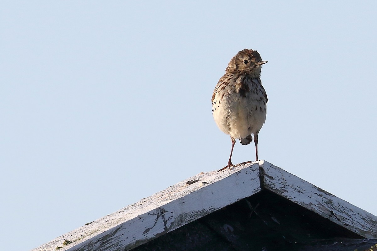 Meadow Pipit - ML243733061