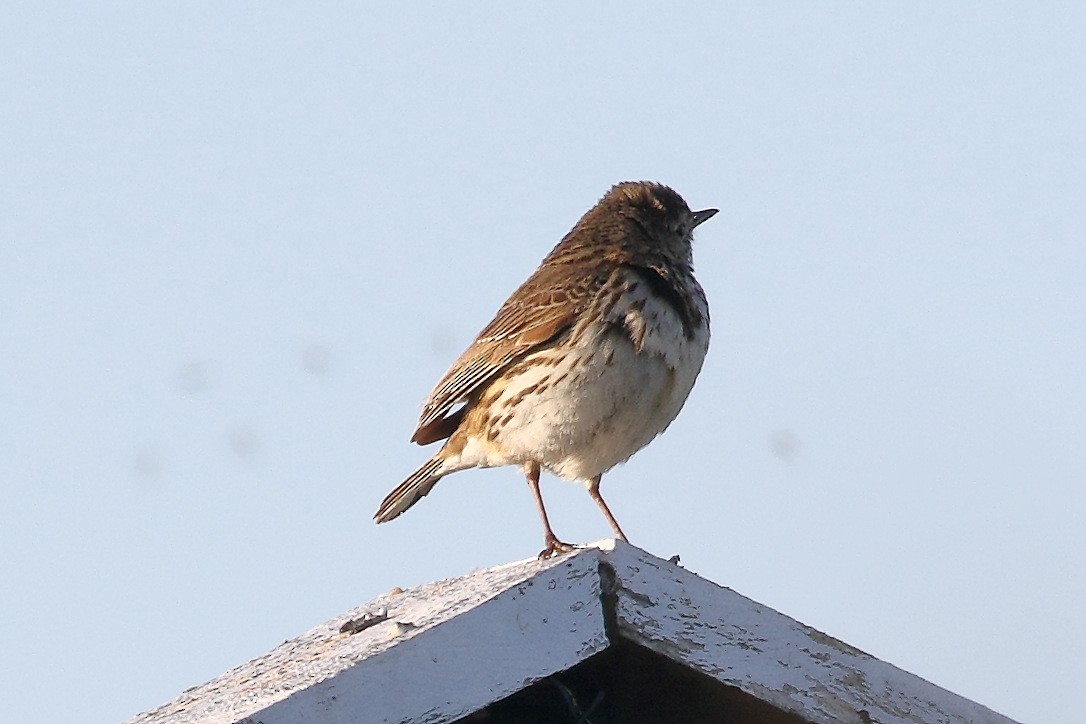 Meadow Pipit - ML243733161