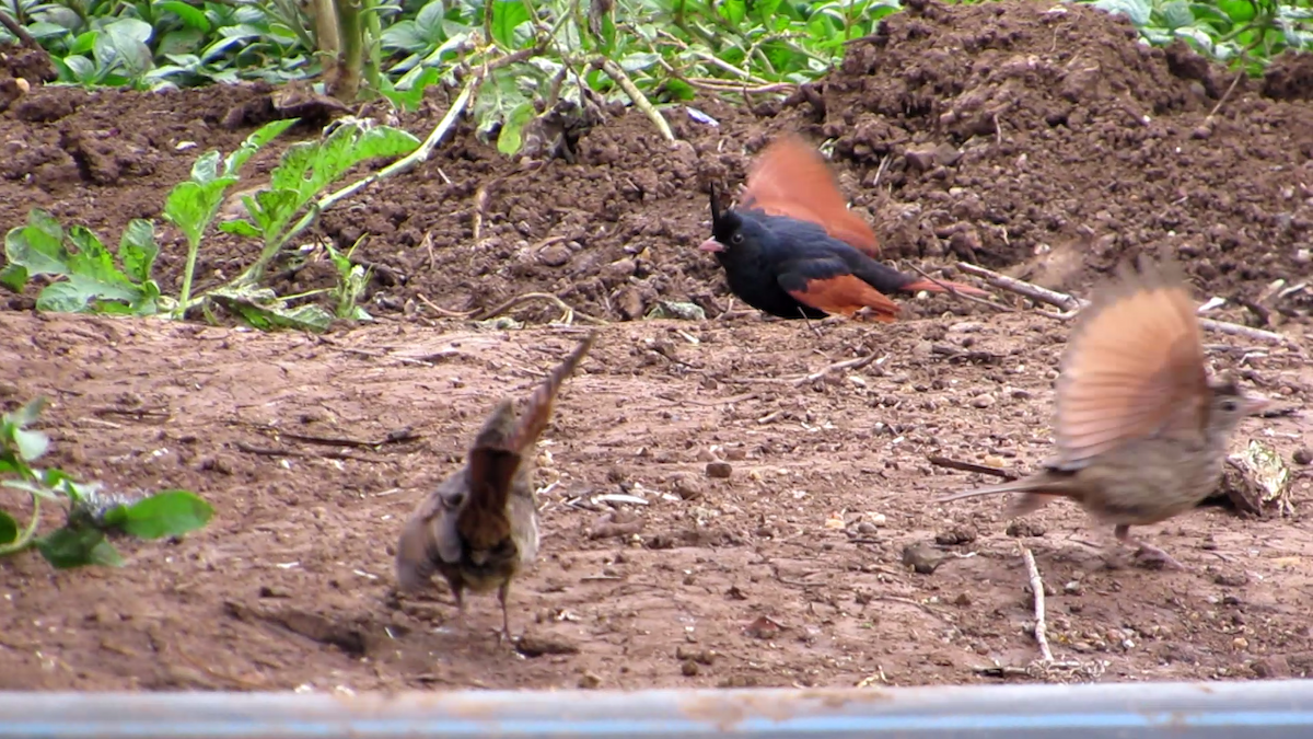 Crested Bunting - ML243734521