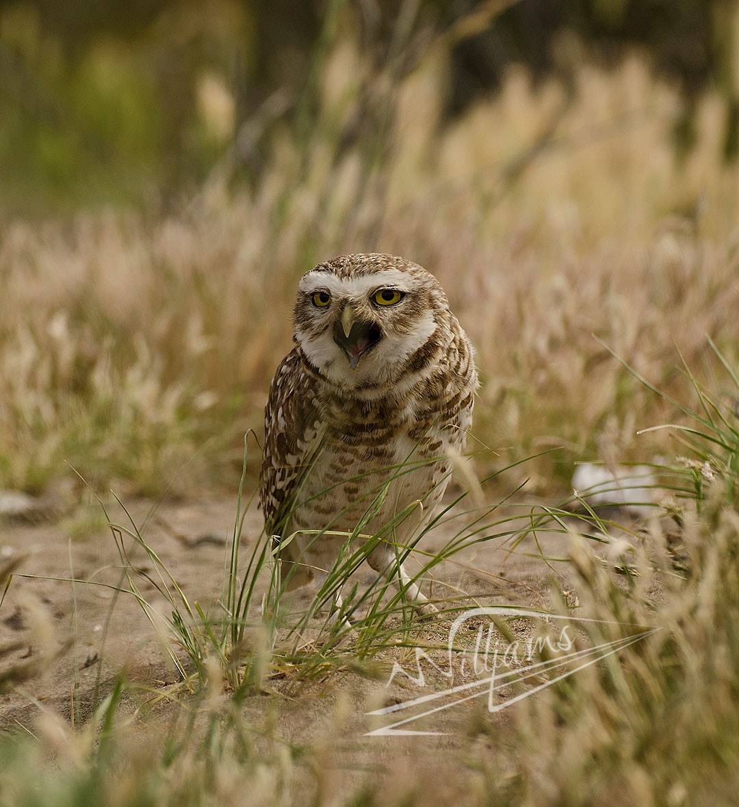 Burrowing Owl - Williams Daniel Nuñez