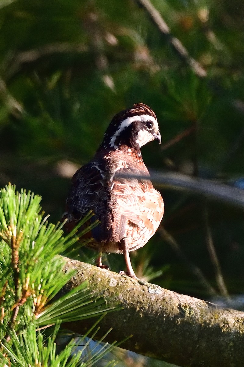 Northern Bobwhite - Jack Verdin