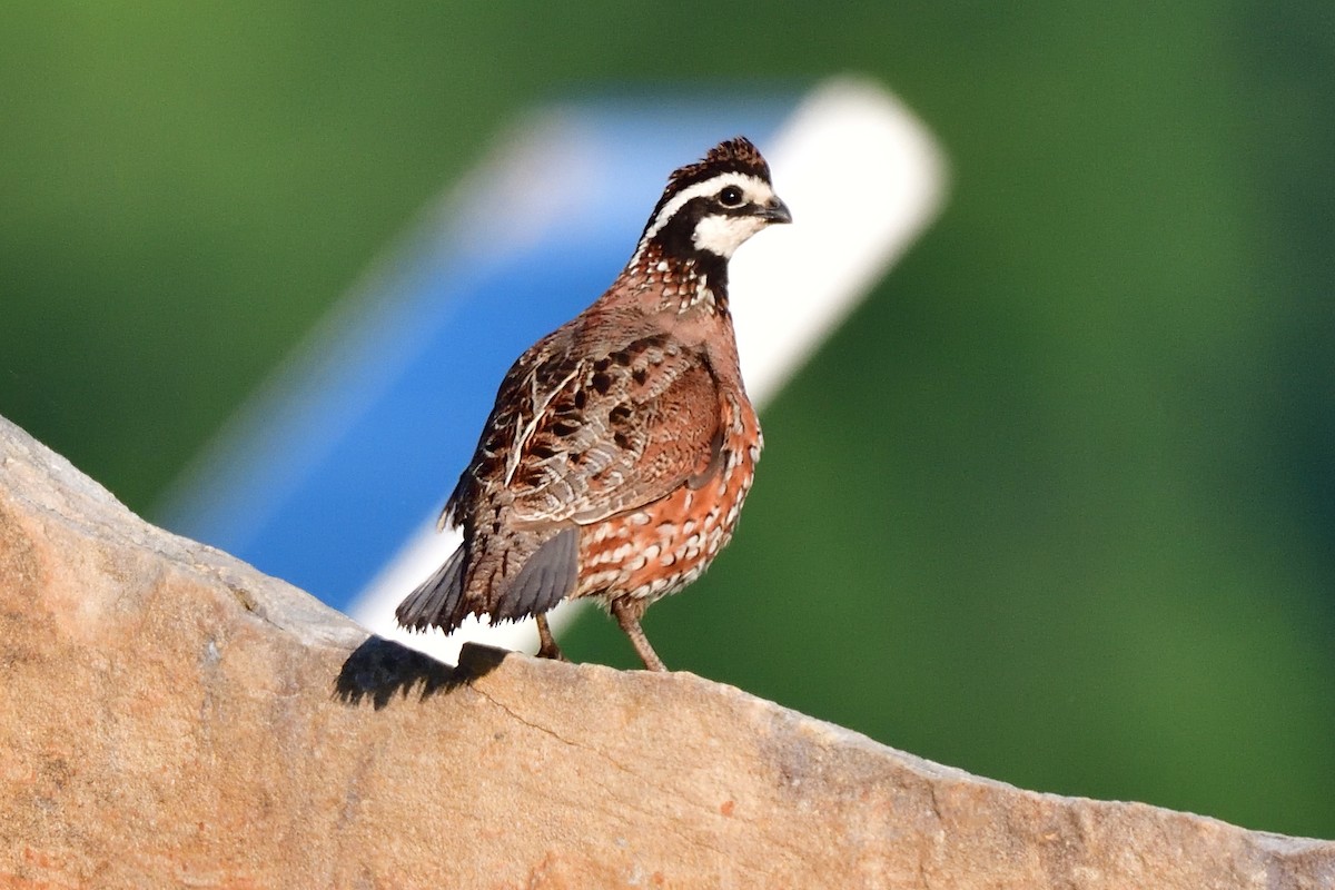 Northern Bobwhite - Jack Verdin