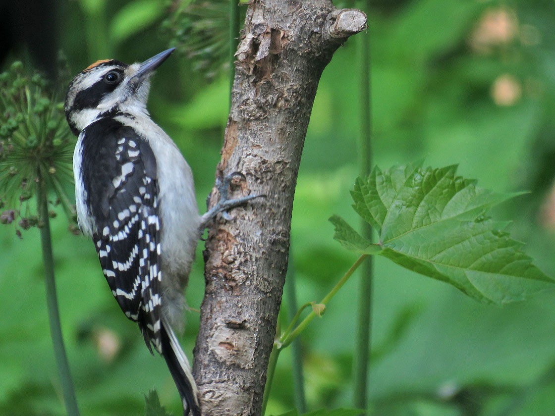 Hairy Woodpecker - Thomas Schultz