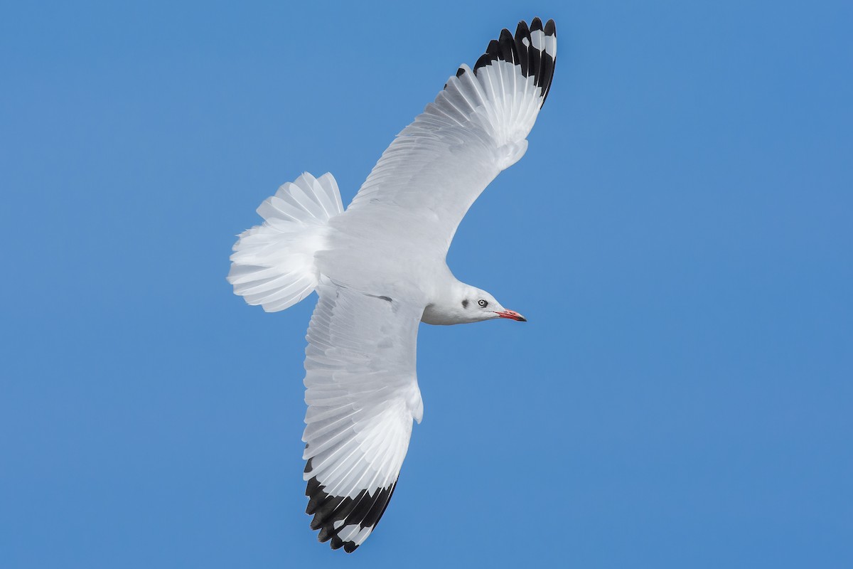 Brown-headed Gull - Natthaphat Chotjuckdikul