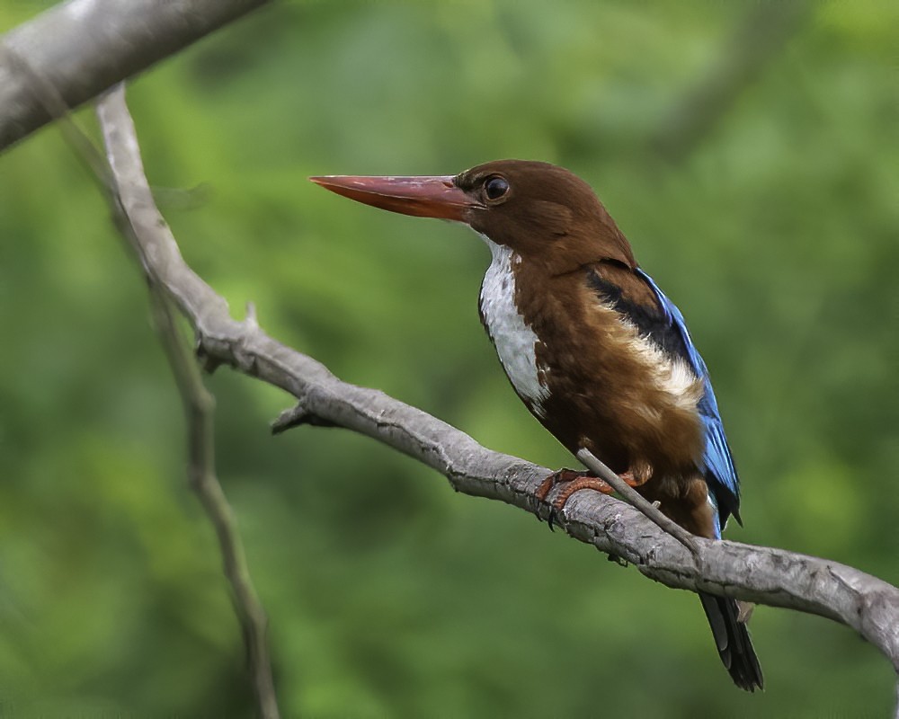 White-throated Kingfisher - ML243738941