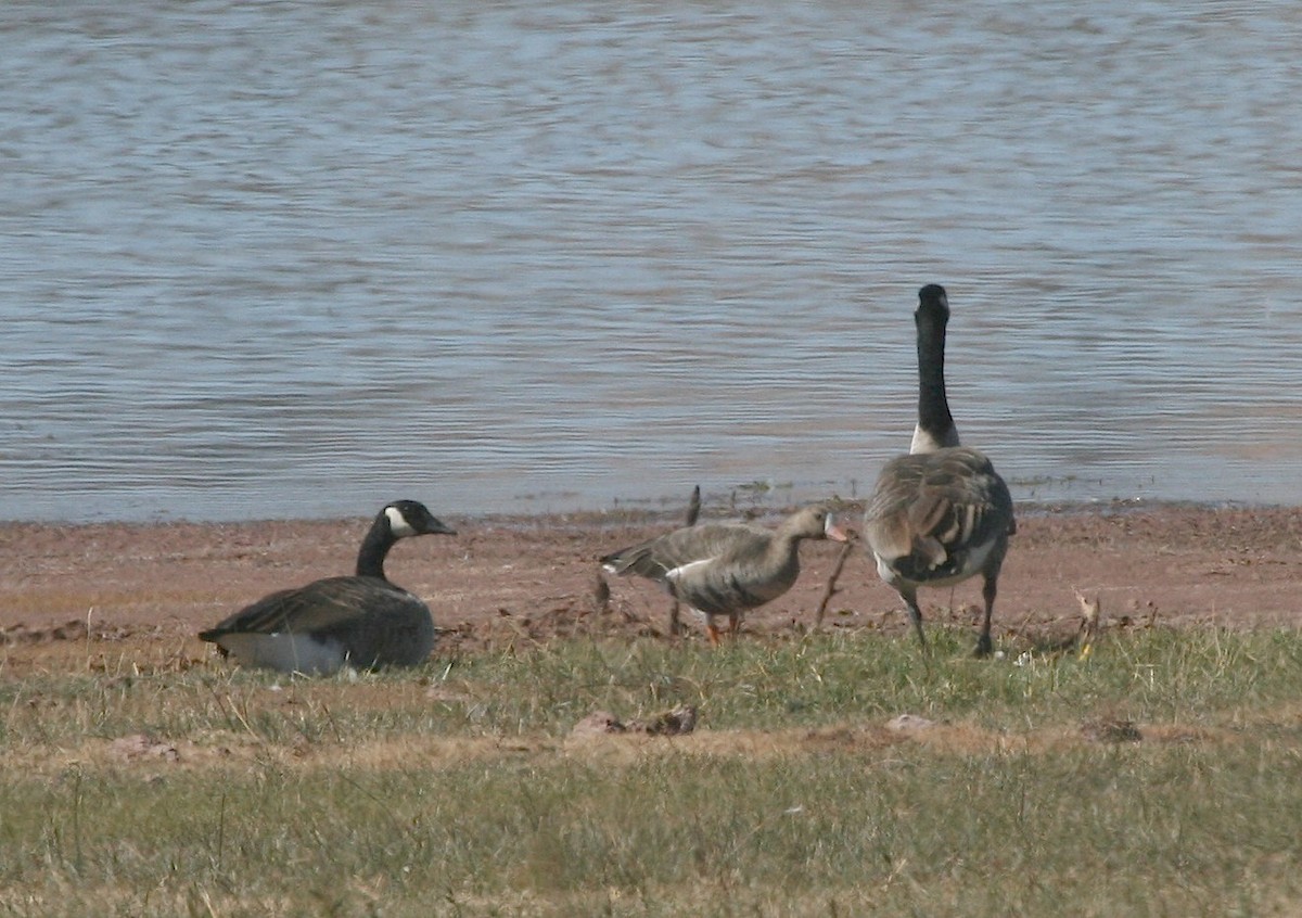 eBird Checklist - 13 Oct 2011 - Ganado Lake - 11 species (+1 other taxa)