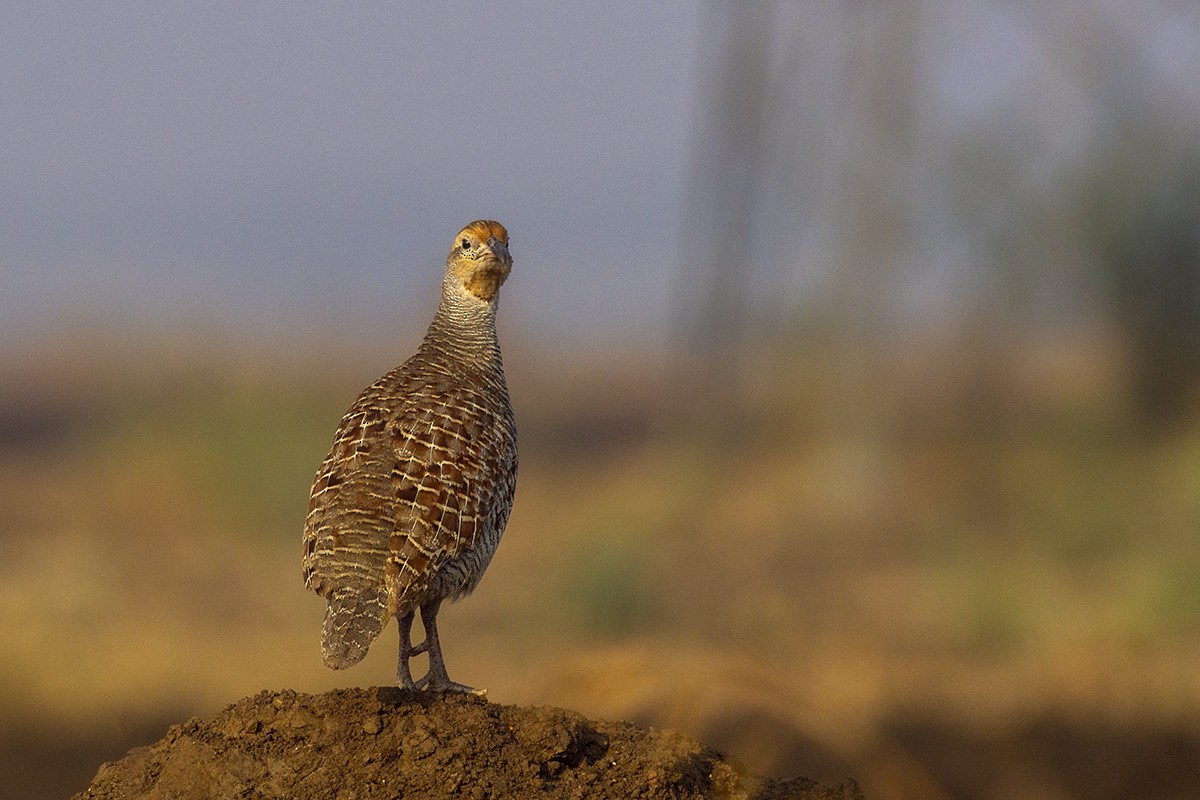 Gray Francolin - ML243739681