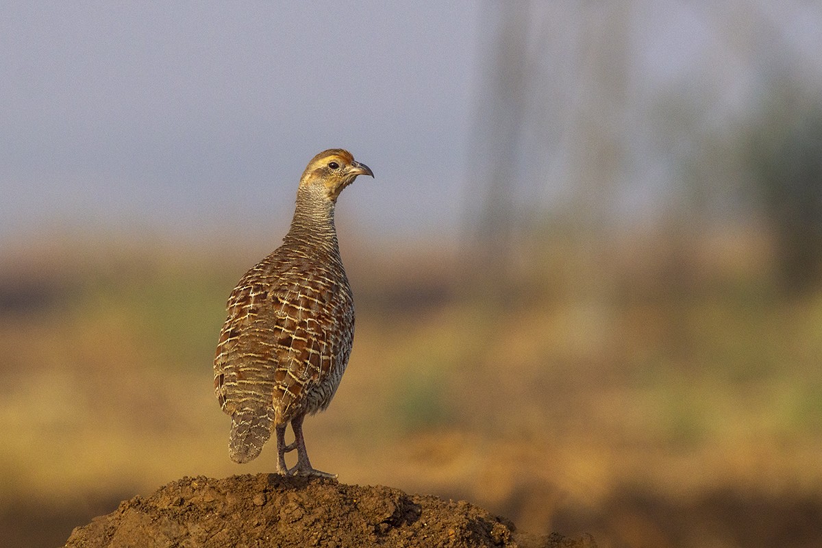 Gray Francolin - ML243739691