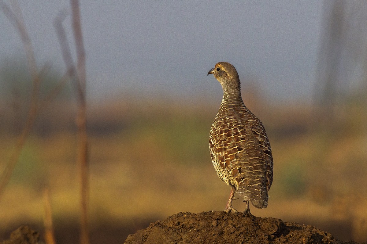 Gray Francolin - ML243739721