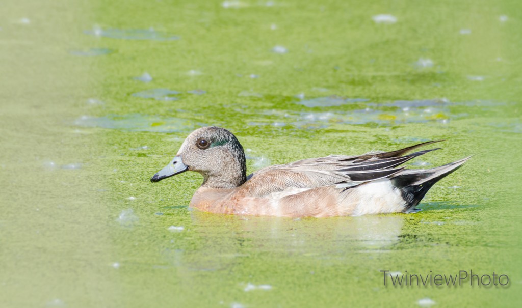 American Wigeon - ML243739801