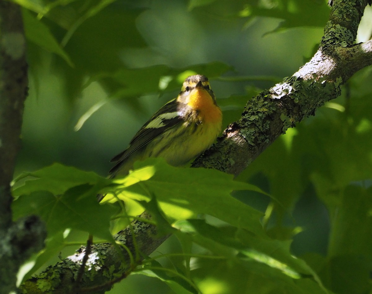 Blackburnian Warbler - ML243739931