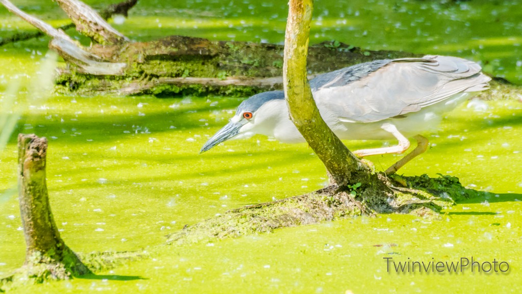 Black-crowned Night Heron - ML243739941