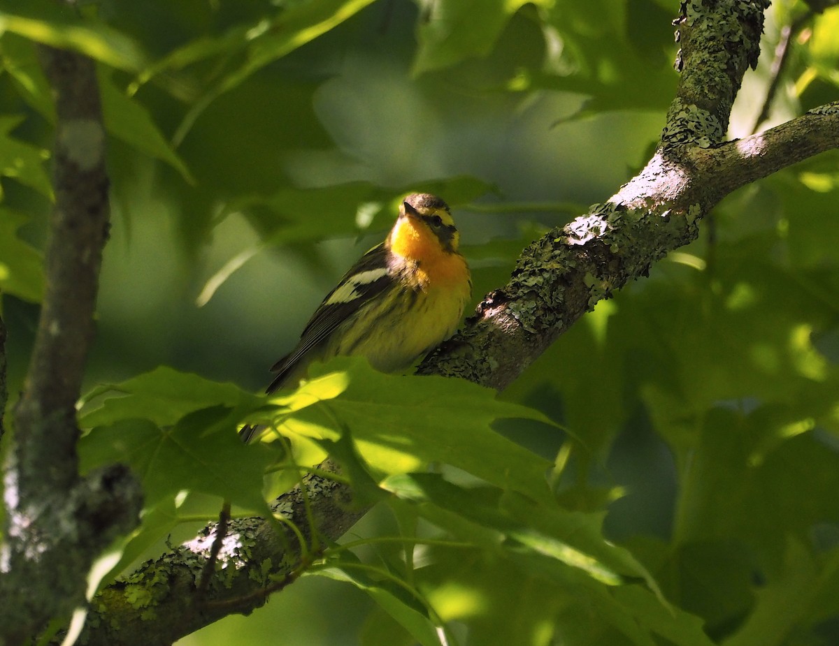 Blackburnian Warbler - ML243740001