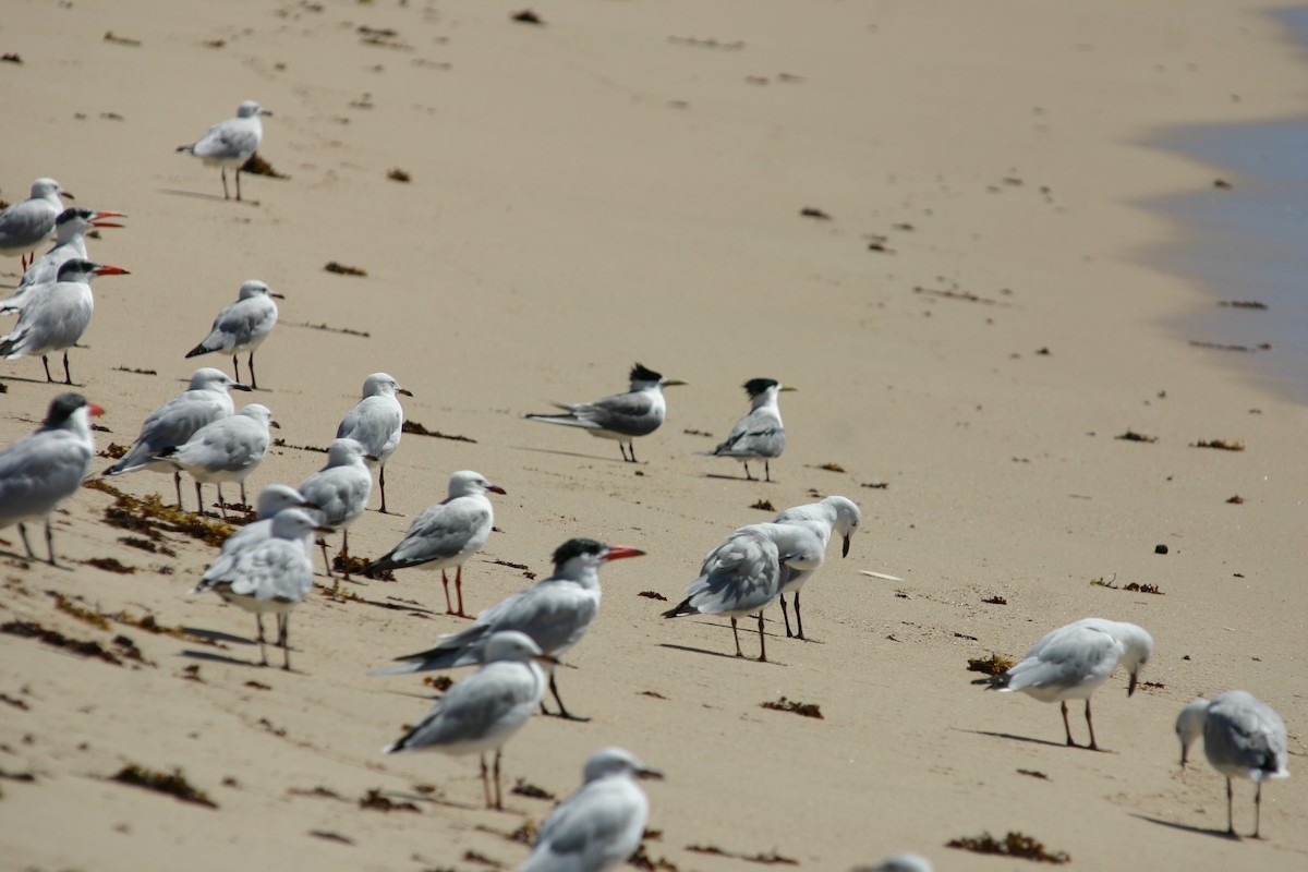 Great Crested Tern - ML243740631