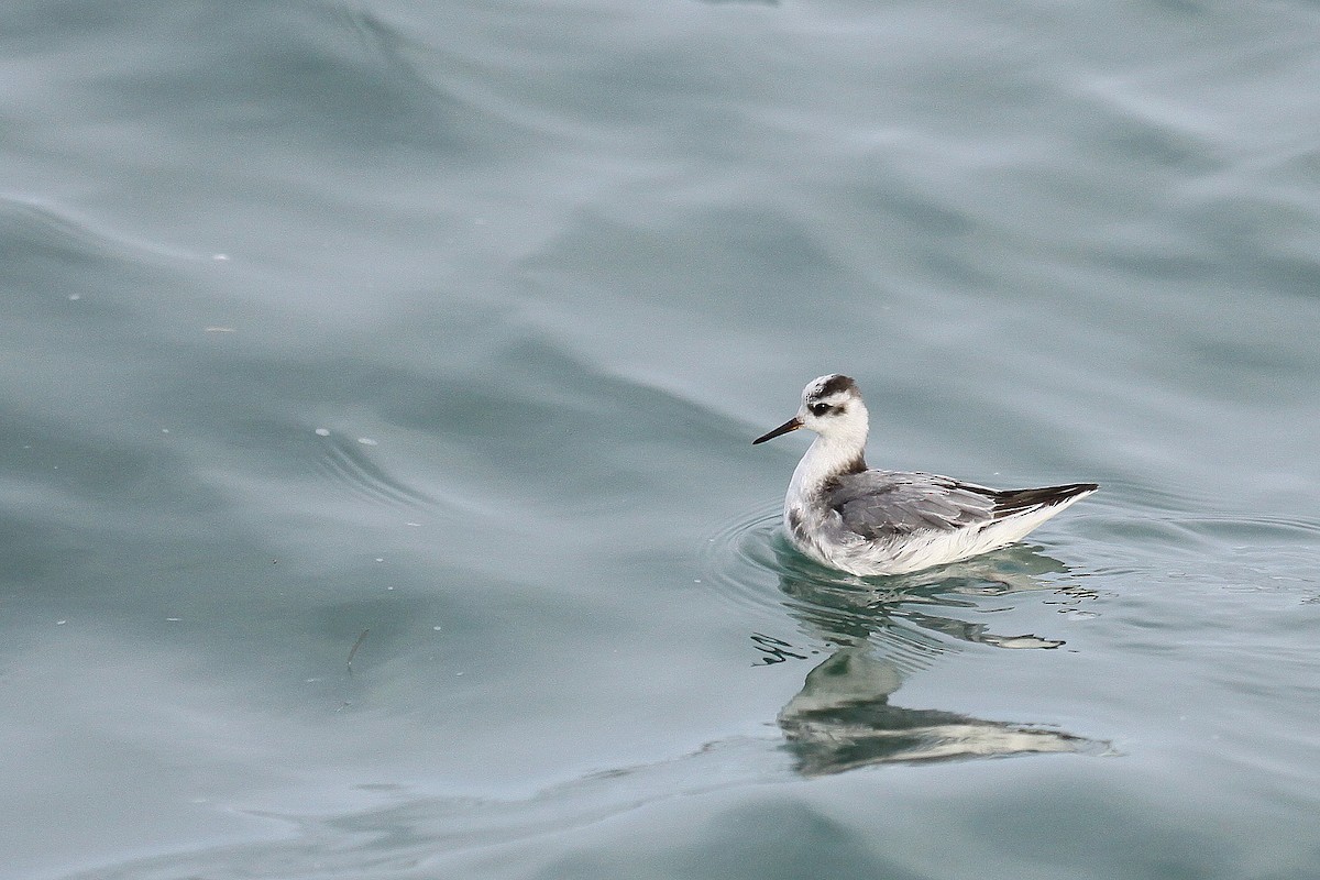 Phalarope à bec large - ML24374131