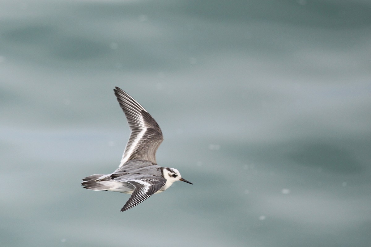 Red Phalarope - Mark Patry