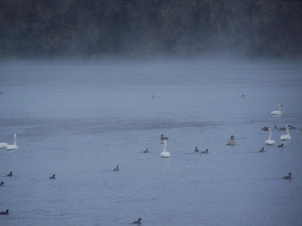 Whooper Swan - ML243741591