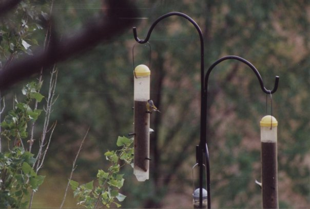 Lawrence's Goldfinch - ML243741631