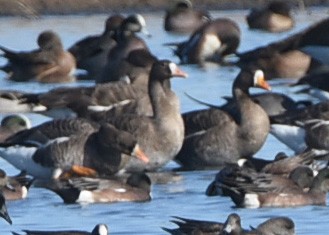 Манхин галуу - ML24374271