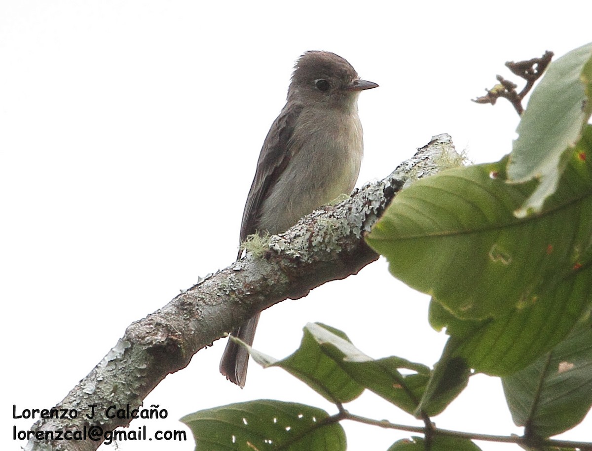 Smoke-colored Pewee - ML243742841