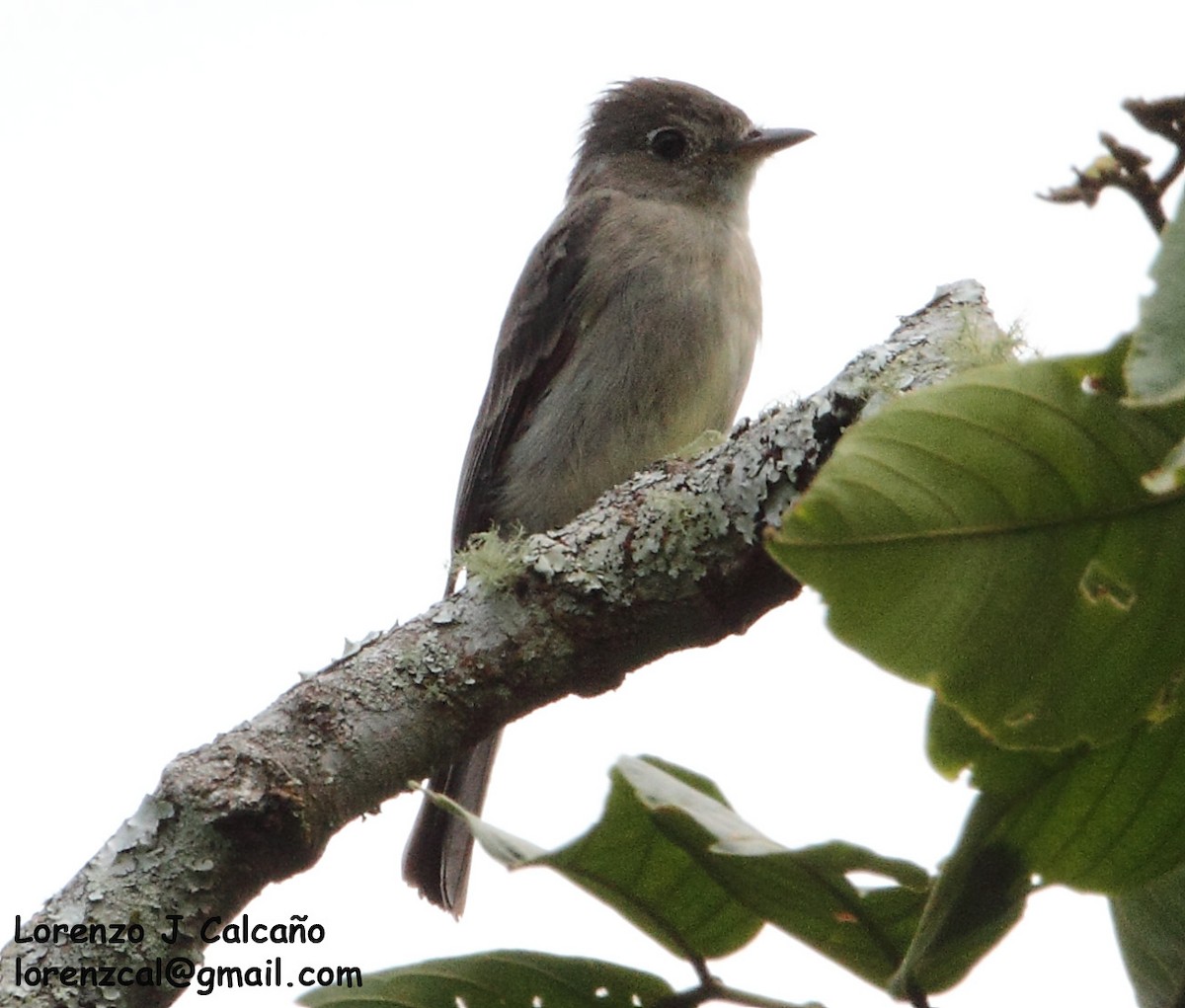Smoke-colored Pewee - ML243742871