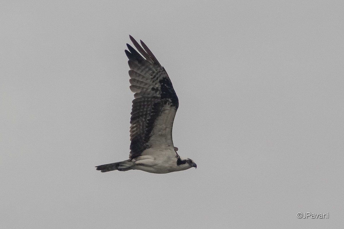 Osprey - J Pavani (Birding Roraima)