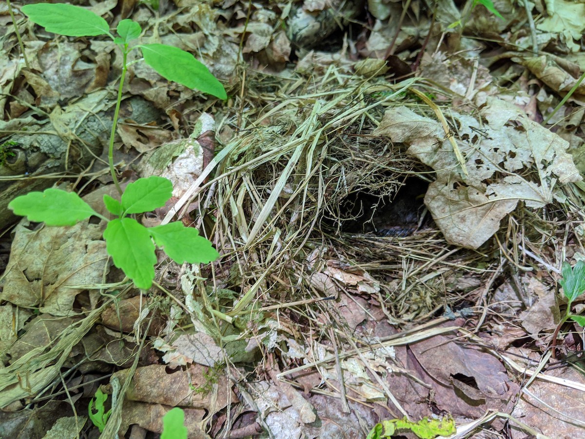 Ovenbird - Kathi Borgmann