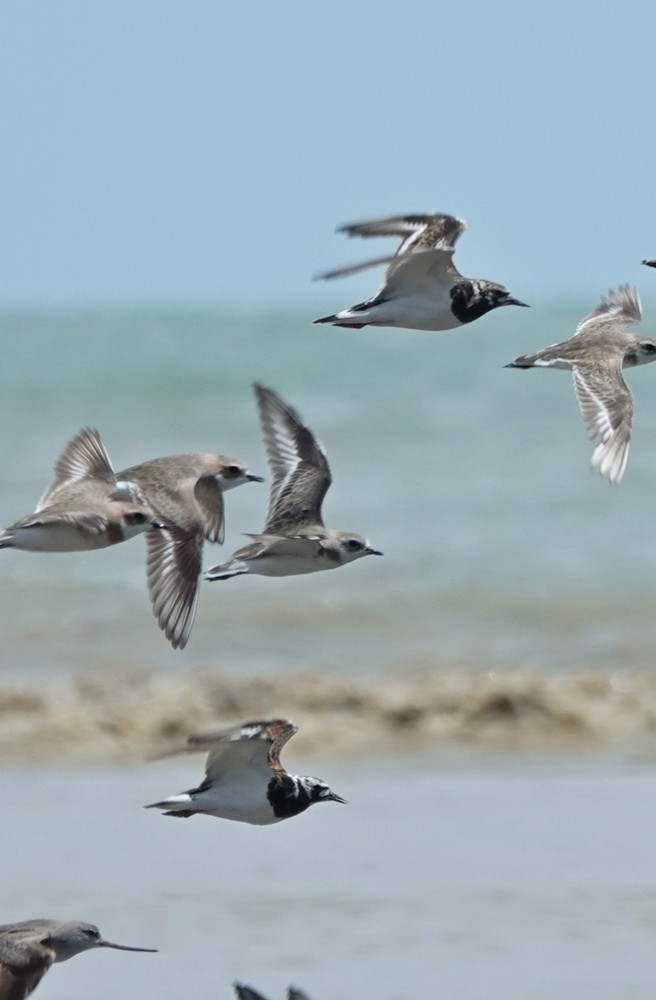 Ruddy Turnstone - ML243744211