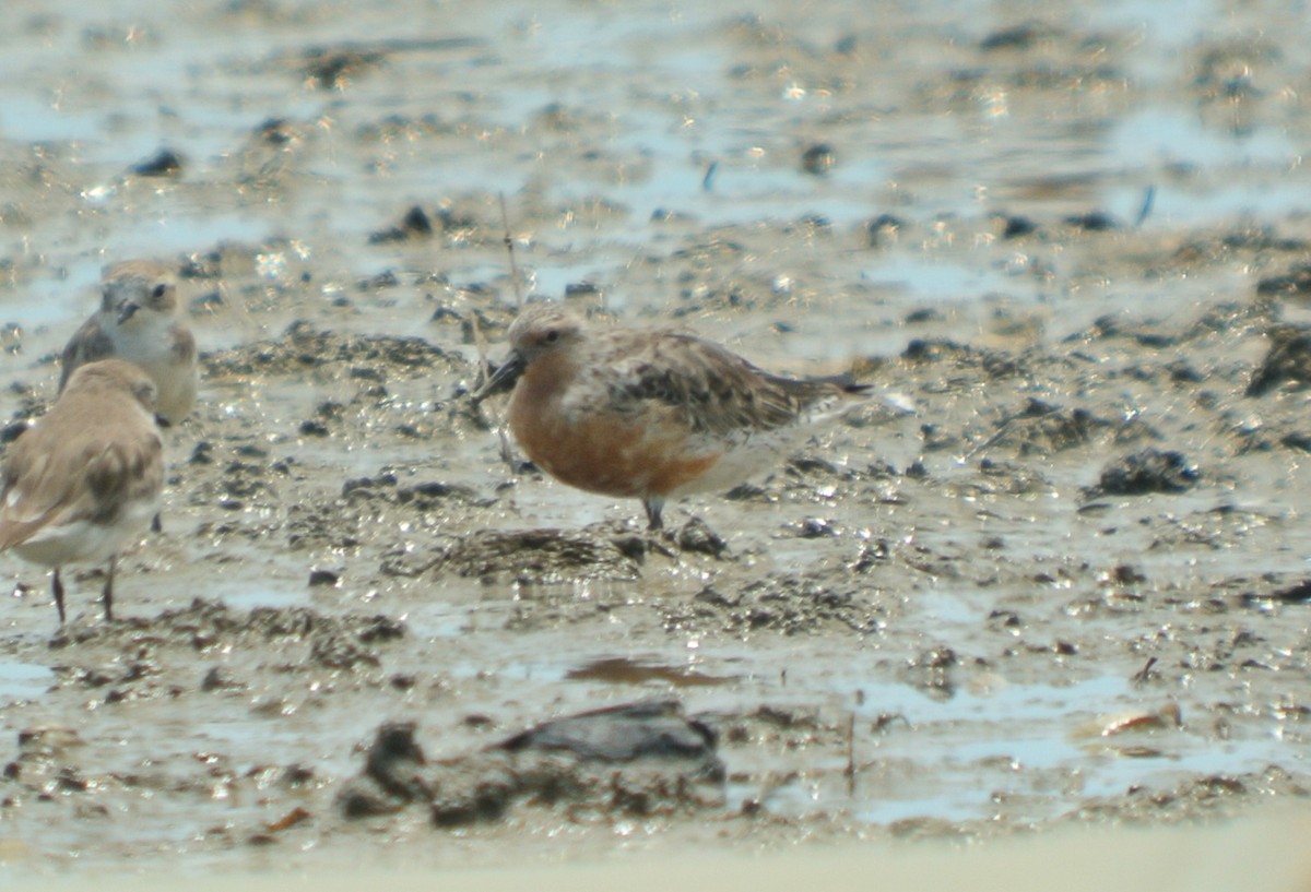 Red Knot - Nur Munira Azman