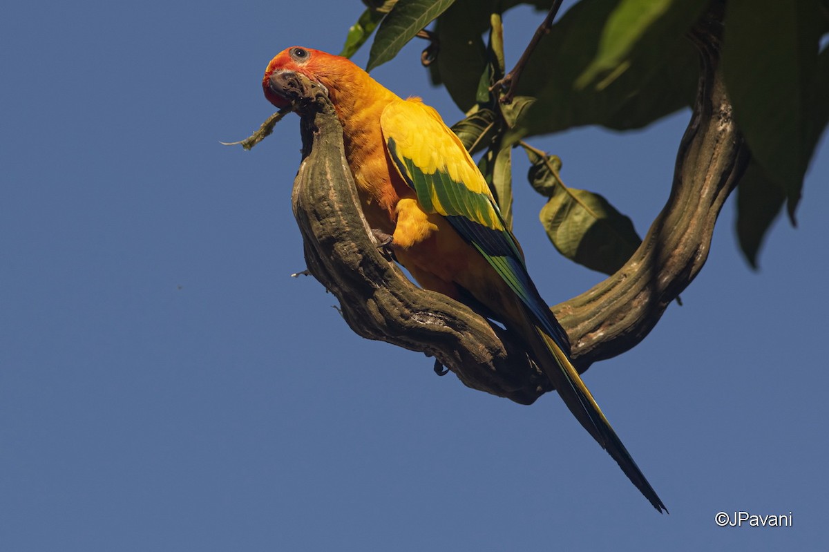 Sun Parakeet - J Pavani (Birding Roraima)