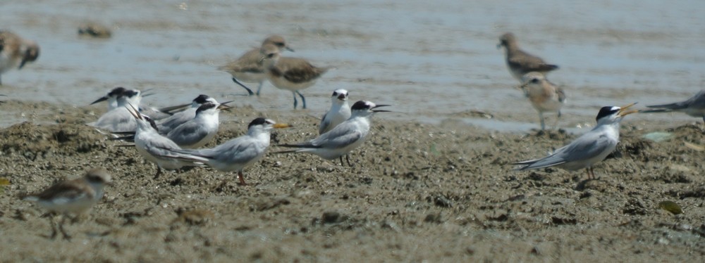 Little Tern - Nur Munira Azman