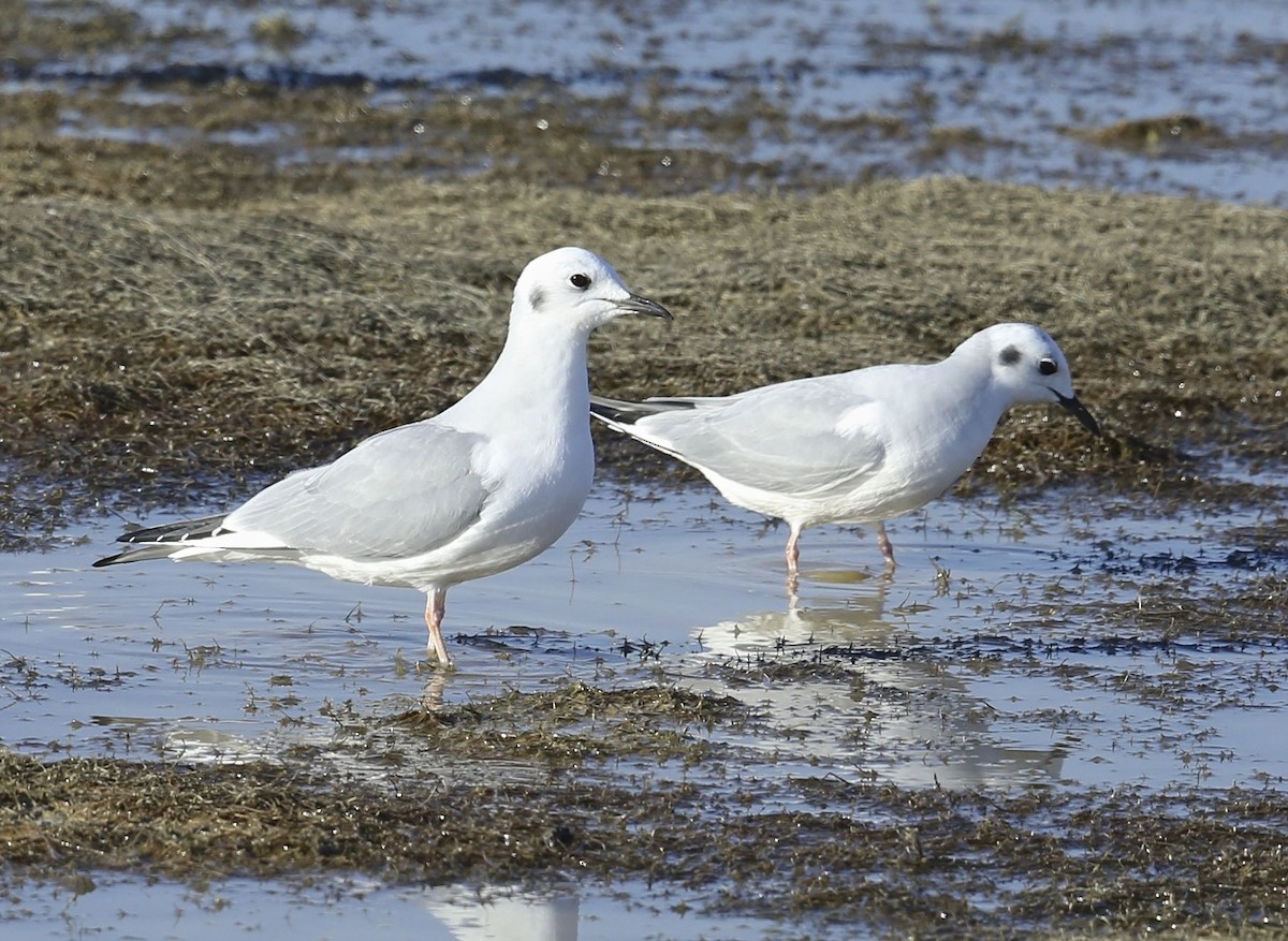 Bonaparte's Gull - ML24374481