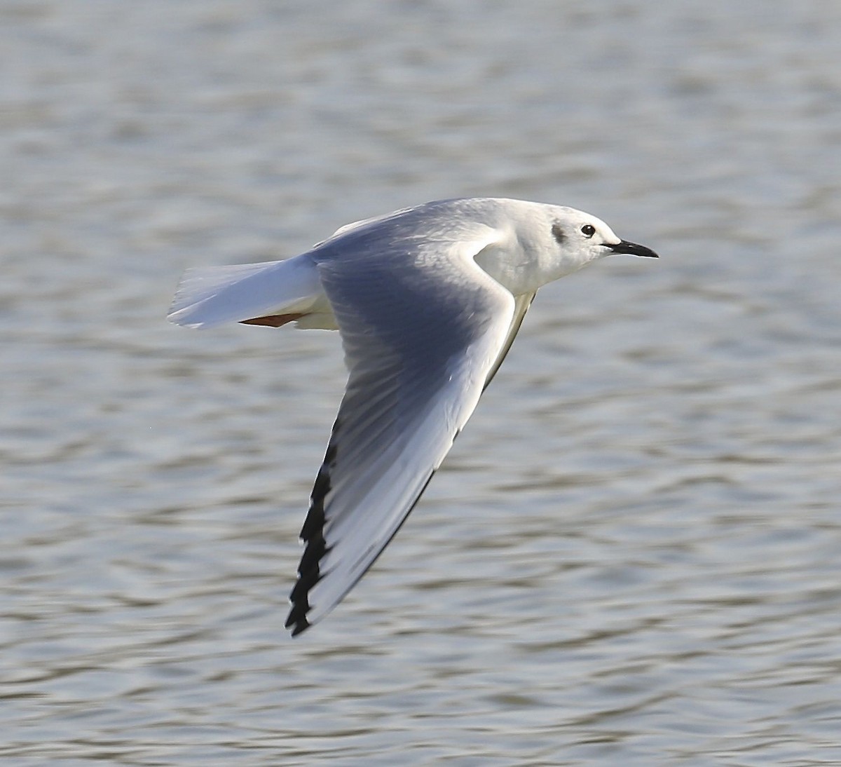 Bonaparte's Gull - ML24374491