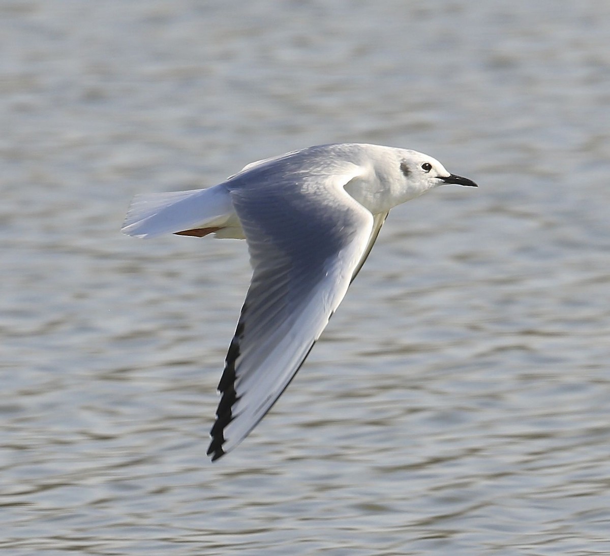 Bonaparte's Gull - ML24374491