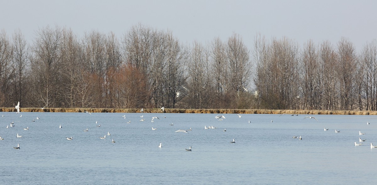 Bonaparte's Gull - ML24374501