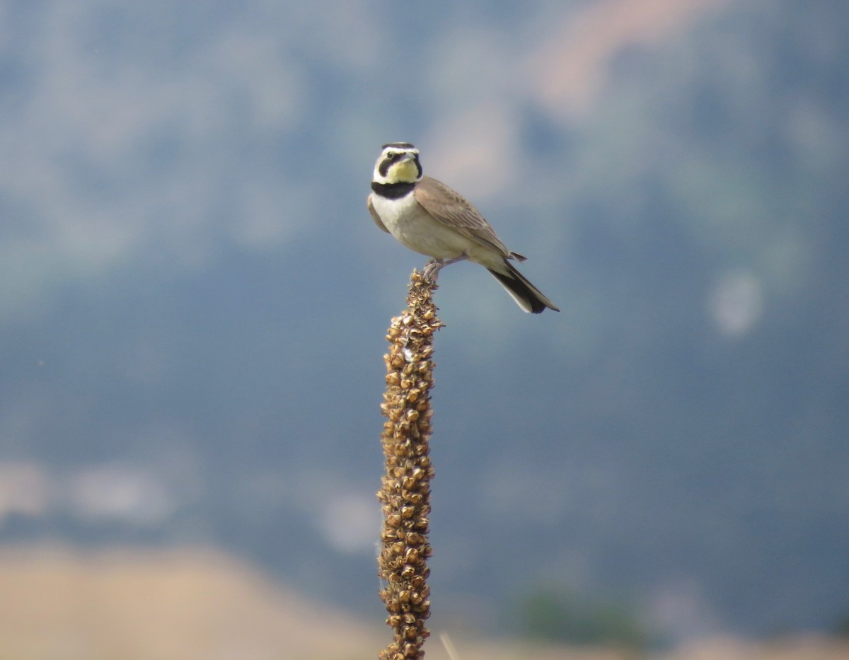 Horned Lark - W. Robert Shade III