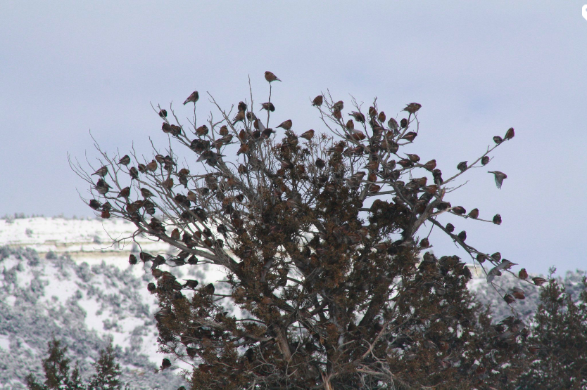 Black Rosy-Finch - ML243745591